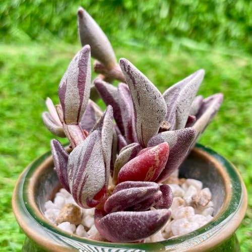 観葉植物 希少 斑」の人気商品一覧 | 安い商品を通販サイトから探す